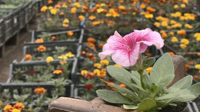 Вирощує овочі та зелень: на Черкащині переселенка з Донеччини продовжує сімейну справу Вирощує овочі та зелень: на Черкащині переселенка з Донеччини продовжує сімейну справу