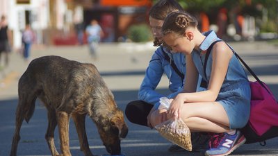 Як допомогти безпритульним тваринам. 8 ефективних способів Як допомогти безпритульним тваринам. 8 ефективних способів
