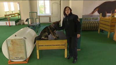 У кінологічному центрі на Сумщині показали, як готують собак-рятувальників У кінологічному центрі на Сумщині показали, як готують собак-рятувальників