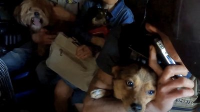 Евакуація із тваринами з Дружківки