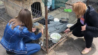 У Кропивницькому школярі привезли лежаки та корм у притулок для собак