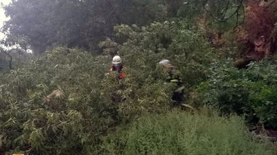 Повалені дерева, розбиті автівки: наслідки негоди на Дніпропетровщині Повалені дерева, розбиті автівки: наслідки негоди на Дніпропетровщині