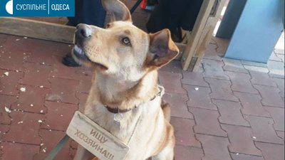 В Одесі відбувся благодійний фестиваль для тварин із притулків В Одесі відбувся благодійний фестиваль для тварин із притулків