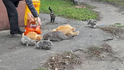Працюємо в трьох векторах. Як вторгнення РФ вплинуло на діяльність миколаївських зоозахисників Працюємо в трьох векторах. Як вторгнення РФ вплинуло на діяльність миколаївських зоозахисників