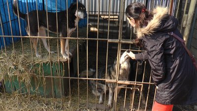 Франківський "Дім Сірка" потребує мільйон гривень для переїзду у новий притулок Франківський "Дім Сірка" потребує мільйон гривень для переїзду у новий притулок