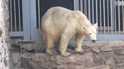 У Миколаївському зоопарку біла ведмедиця Сметанка святкує свій день народження У Миколаївському зоопарку біла ведмедиця Сметанка святкує свій день народження