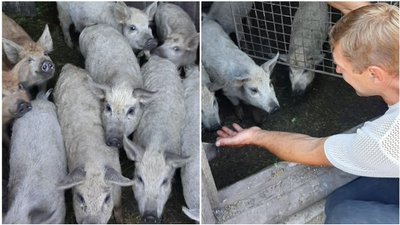 Вухаті пухнастики. На Луганщині переселенець вирощує кучерявих свиней Вухаті пухнастики. На Луганщині переселенець вирощує кучерявих свиней