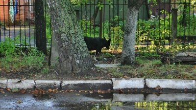 На території підприємства УТОС на тій же вулиці Будівельників також живуть собаки-безхатьки. Фото: Суспільне На території підприємства УТОС на тій же вулиці Будівельників також живуть собаки-безхатьки. Фото: Суспільне
