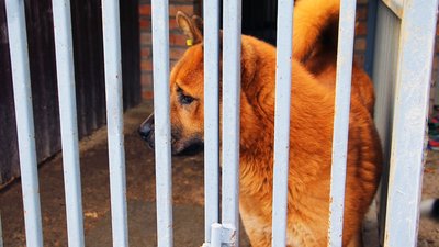 Двадцятьом тваринам знайшли господарів: як у вінницькому притулку доглядають за собаками-переселенцями Двадцятьом тваринам знайшли господарів: як у вінницькому притулку доглядають за собаками-переселенцями