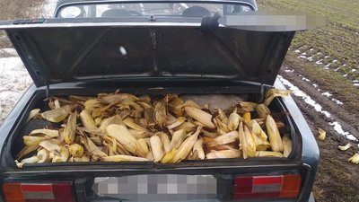 Волинянин вивіз з чужого поля 250 кілограмів кукурудзи. Як покарають крадія