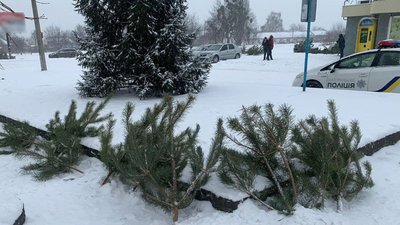 У Черкасах вилучили понад 300 незаконних ялинок У Черкасах вилучили понад 300 незаконних ялинок