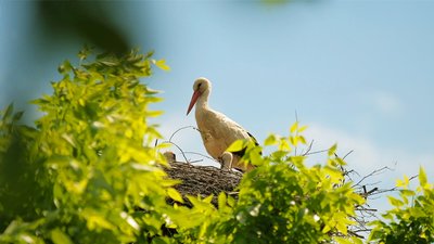 "Лелечий край" на Вінниччині: у селі Слобідка майже пів сотні гнізд