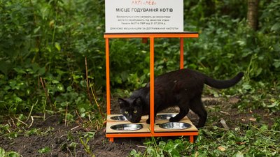 У Львові встановили "котівнички" для підгодовування безпритульних тварин
