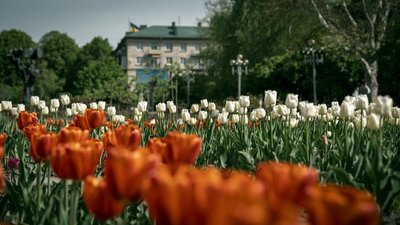 Алея тюльпанів у центрі Рівного, 30 квітня 2025 року