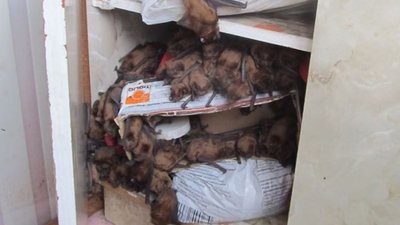 1700 кажанів в помешканні львів’ян