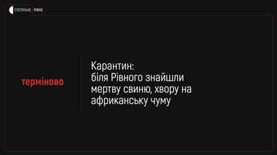 Біля Рівного знайшли мертву свиню, хвору на африканську чуму