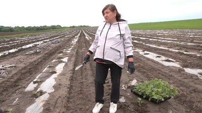 Злива змила розсаду кавунів