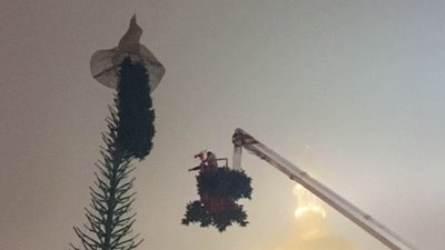 Головна ялинка почала обростати гіллям Головна ялинка почала обростати гіллям