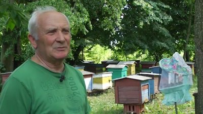 З'явилися побоювання: пасічники Рівненщини розповіли про небезпеку для бджіл