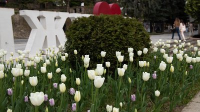 В Ужгороді розквітло близько 42 тисяч тюльпанів