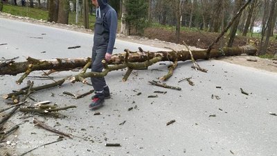 На Прикарпатті на дитину, яка поверталася зі школи, впало дерево