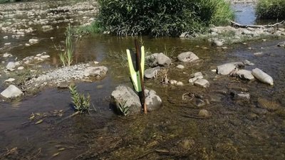 Міну часів Другої світової війни знайшли в річці Уж в Ужгороді