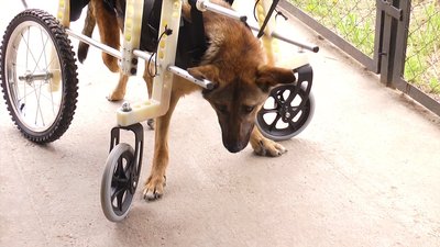 П’ятдесят собак та котів живуть у притулку на Миколаївщині П’ятдесят собак та котів живуть у притулку на Миколаївщині
