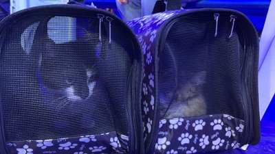 З Одеської області до Румунії вивезли 16 собак та двох котів З Одеської області до Румунії вивезли 16 собак та двох котів
