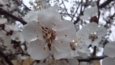 Цвітіння абрикоси