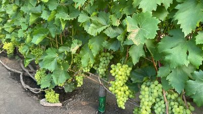 120 сортів винограду 120 сортів винограду