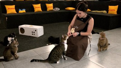 Коти Тарас і Говард, котопростір у Вінниці