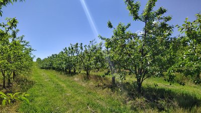 Персики, нектарини та ківі: що вирощують фермери на Львівщині