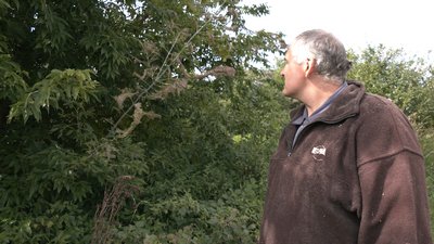 На Рівненщині – нашестя гусені американського білого метелика. Чим він шкідливий