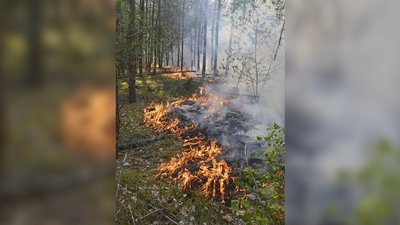 Через обстріли горить ліс Через обстріли горить ліс