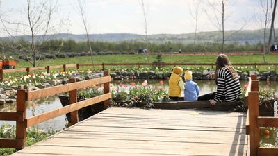 "Висадили до 3 мільйонів цибулин". Що дивитися на тюльпановому полі неподалік Чернівців "Висадили до 3 мільйонів цибулин". Що дивитися на тюльпановому полі неподалік Чернівців