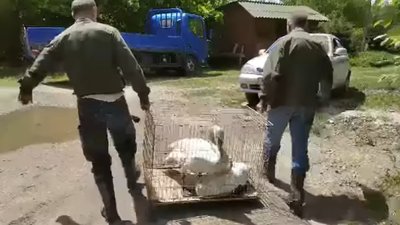 На Бурштинське водосховище випустили лебедів, які були на реабілітації На Бурштинське водосховище випустили лебедів, які були на реабілітації