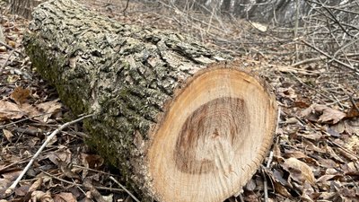 У Полтаві спилял дерева