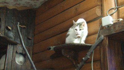 Близько сотні котів живе в готелі на Міжгірщині