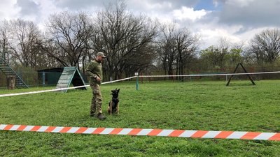 Шукають вибухівку та наркотики. Як у Миколаївському кінологічному центру готують собак