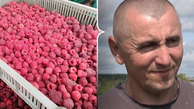 Малина, ціна на малину, вирощування малини, Угриничі, родини Ющик, Валерій Ющик