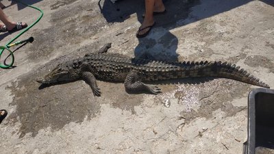 На Херсонщині у штучній водоймі рибалки знайшли крокодила. Тварина загинула, коли її дістали