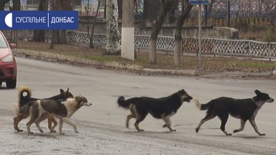 У Лисичанську регулюватимуть чисельність безпритульних тварин