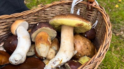 Гриби, які зібрали на Рівненщині, 17 жовтня 2024 рік