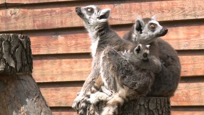 Не відходять від мами та харчуються молоком. В екопарку біля Полтави народилися лемури