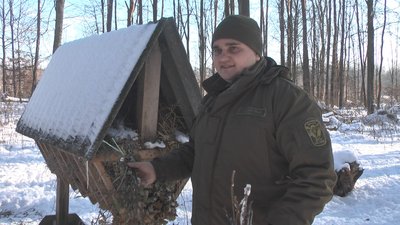 У лісах Хмельниччини побільшало звірів, а браконьєрів поменшало: яка причина У лісах Хмельниччини побільшало звірів, а браконьєрів поменшало: яка причина