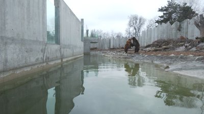 ведмеді прокинулися ведмеді прокинулися