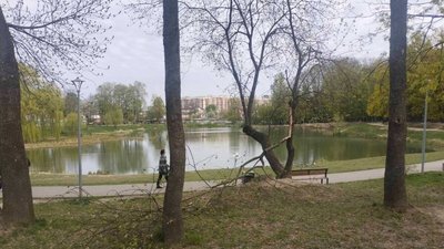 У парку відламалася кількаметрова гілка від дерева