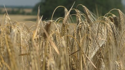 За минулий тиждень на Запоріжжі рятувальники ліквідували 57 займань на відкритих територіях