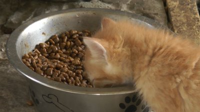 Шість котів з-під Харкова лікують у притулку для тварин поблизу Івано-Франківська Шість котів з-під Харкова лікують у притулку для тварин поблизу Івано-Франківська