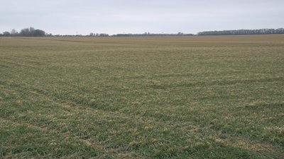 Озимі культури зараз Озимі культури зараз